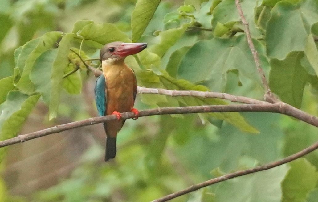 Stork-billed Kingfisher - ML617978874