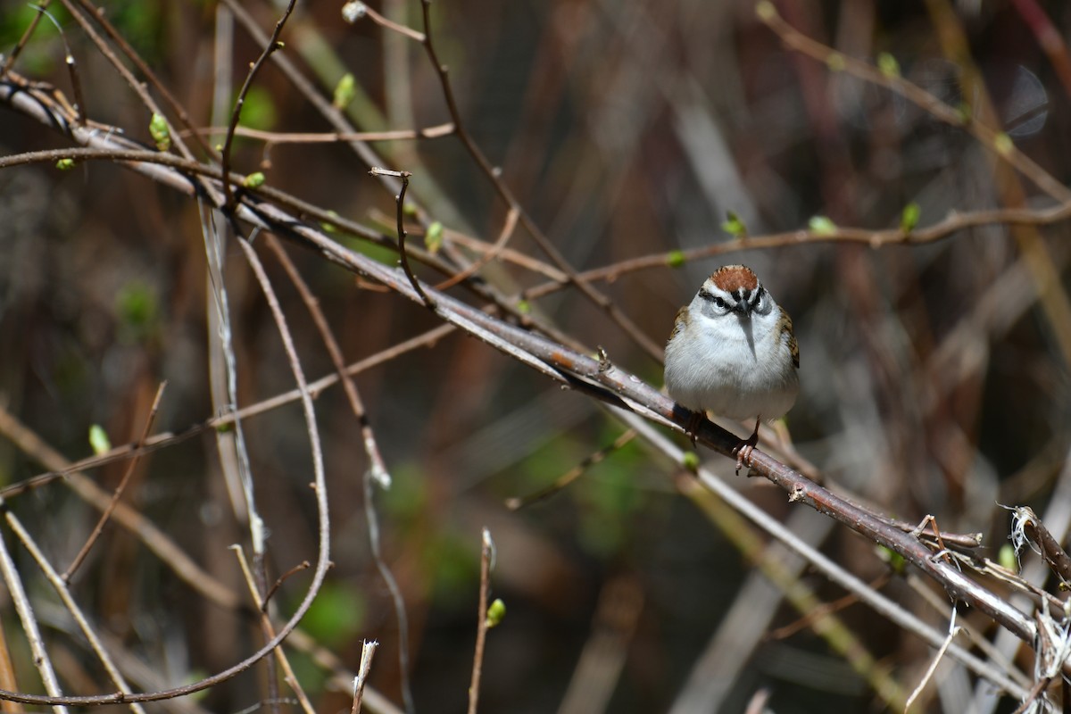 Chipping Sparrow - ML617978892