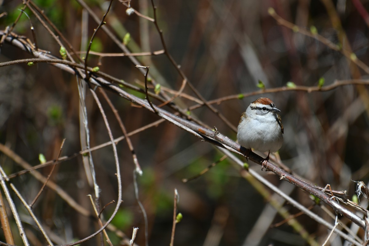 Chipping Sparrow - ML617978893
