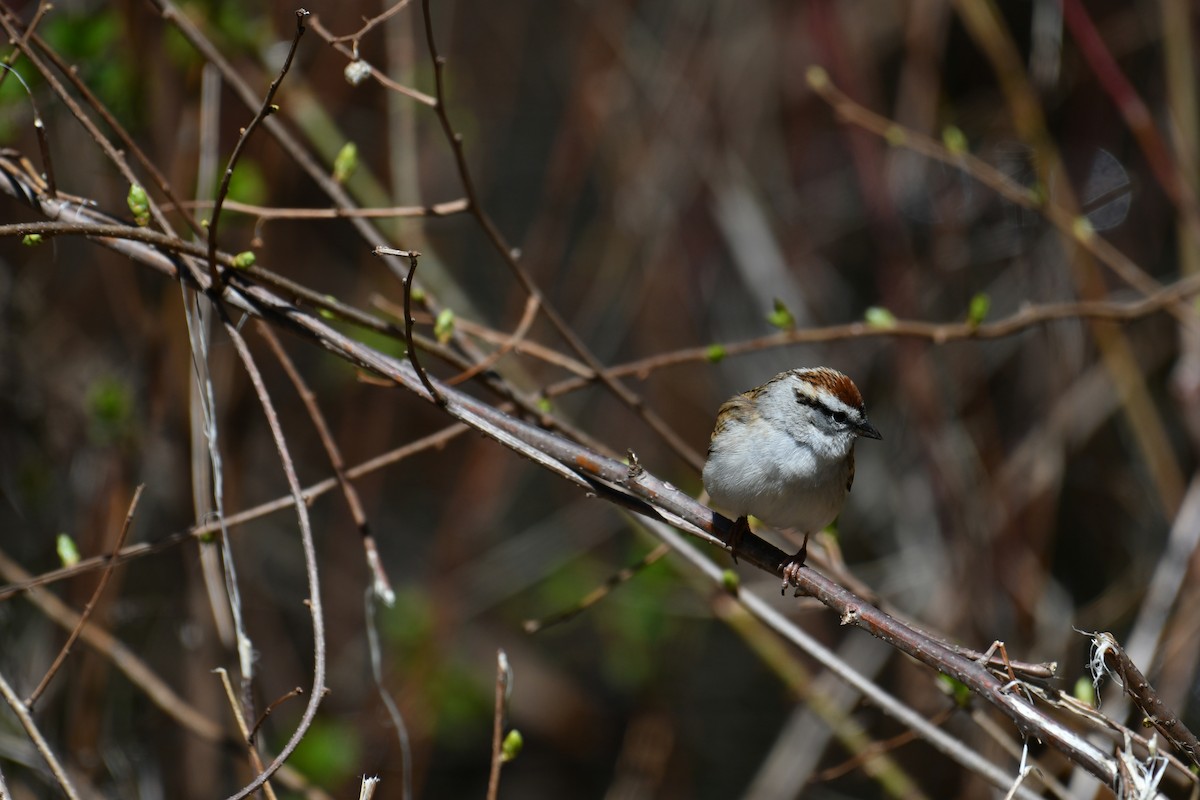 Chipping Sparrow - ML617978896