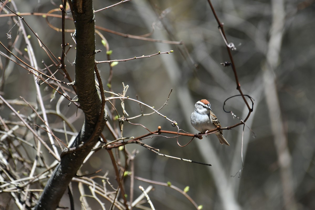 Chipping Sparrow - ML617978897