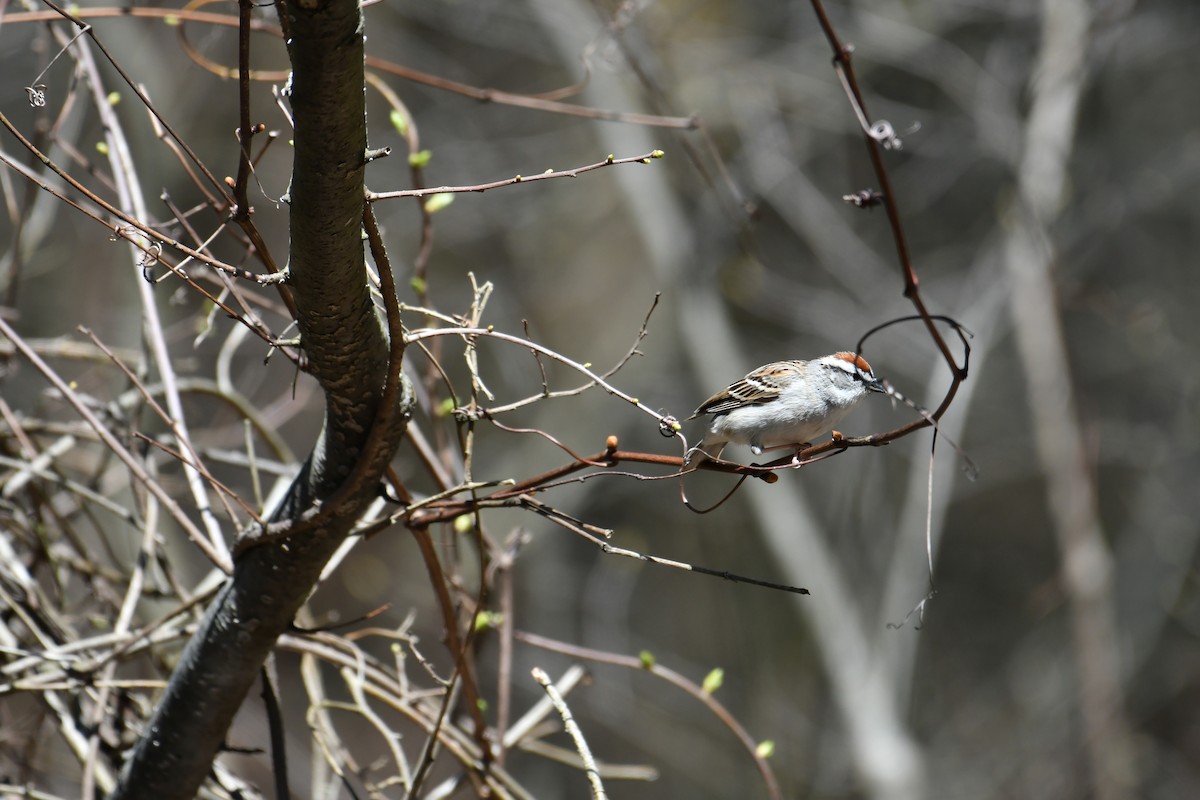 チャガシラヒメドリ - ML617978898