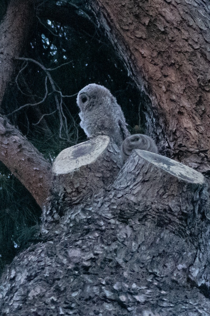 Tawny Owl - ML617978902