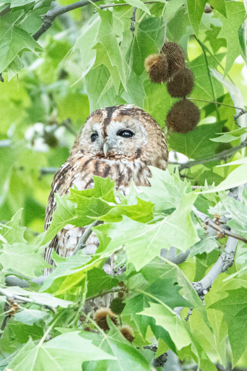 Tawny Owl - ML617978905