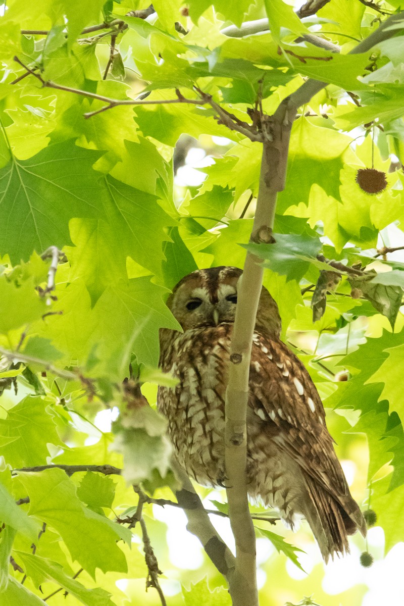 Tawny Owl - ML617978909