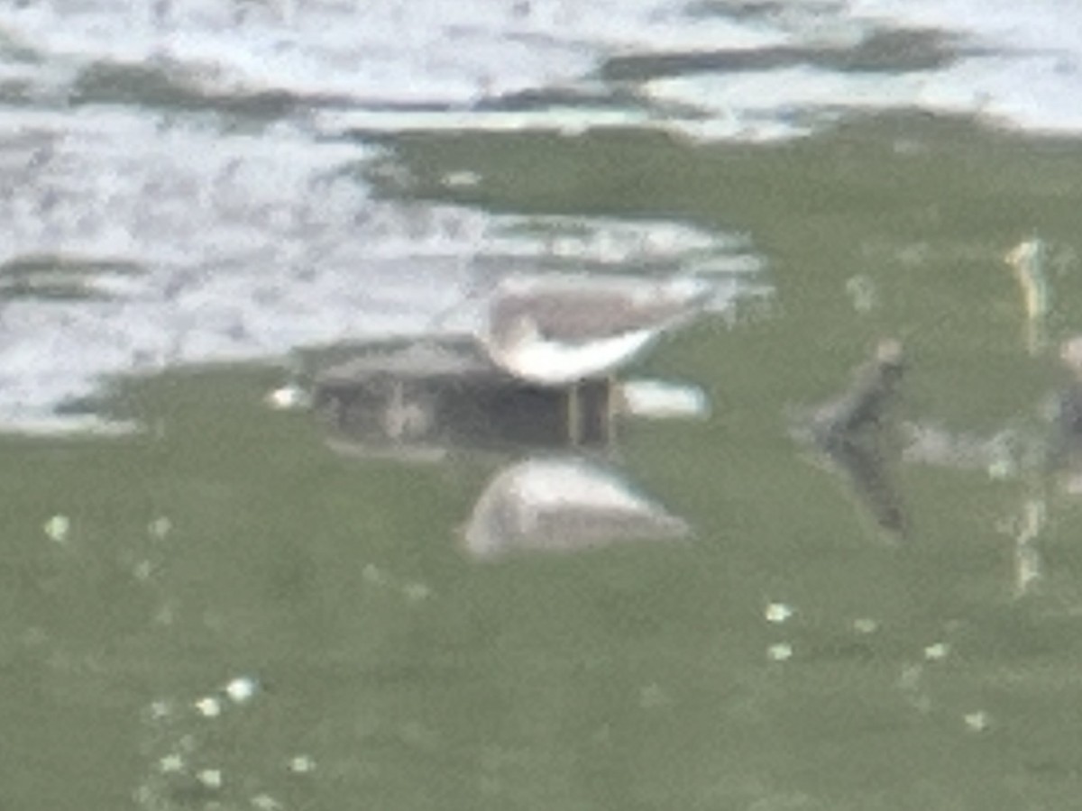 Lesser Yellowlegs - ML617978916