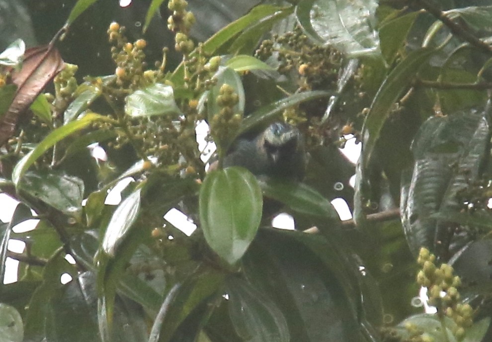 Metallic-green Tanager - Desmond Allen