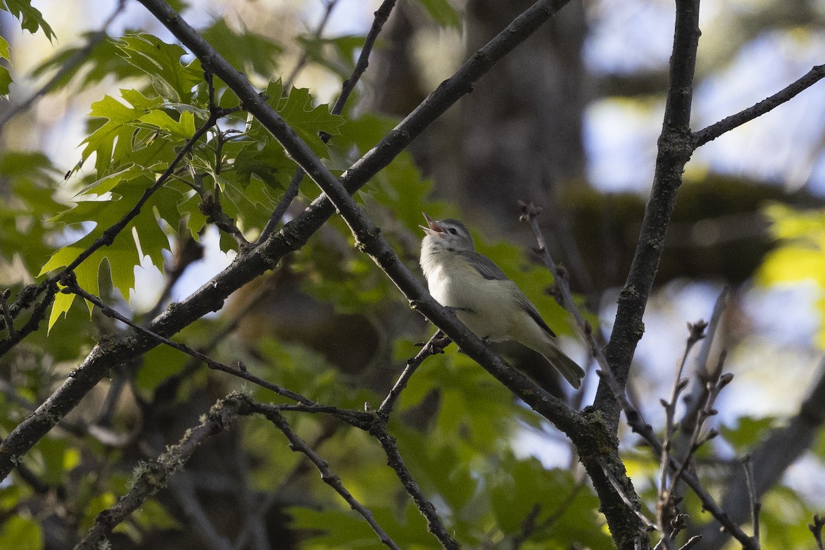 Warbling Vireo - Vinayak Hebbagil