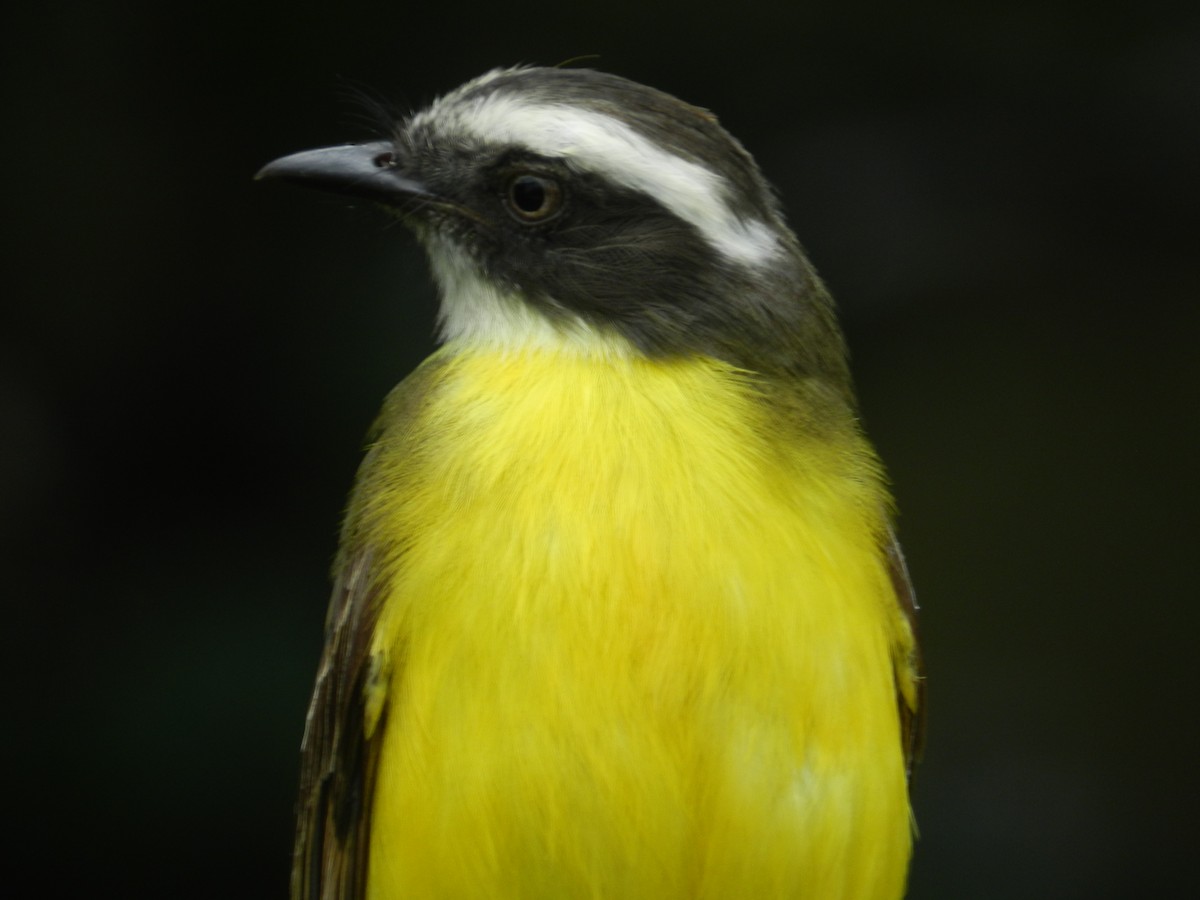 Social Flycatcher - ML617978974