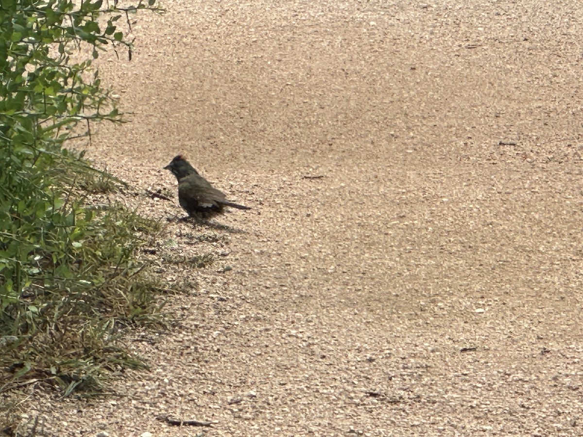 Green-tailed Towhee - ML617978983