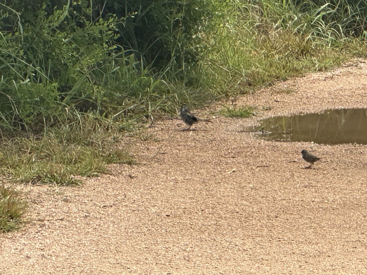 Green-tailed Towhee - ML617978984