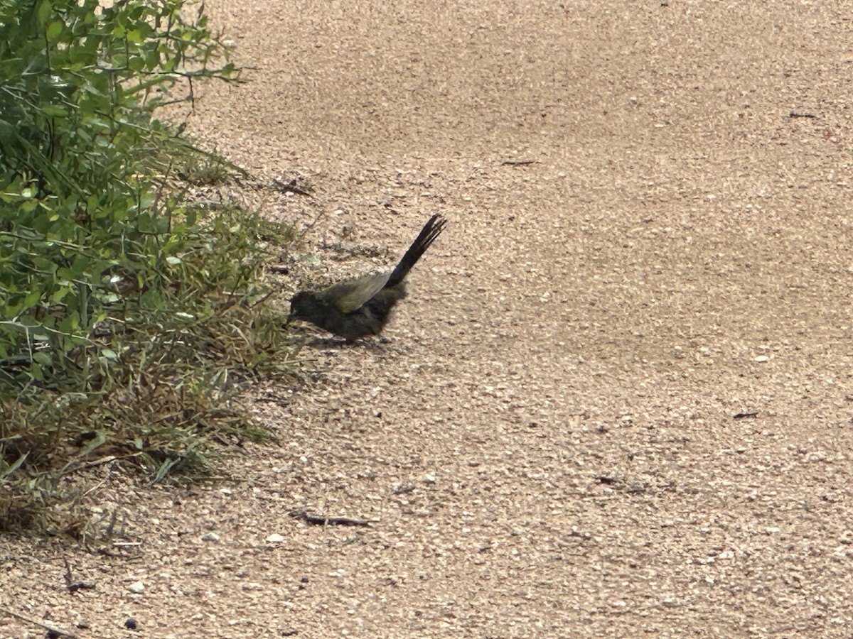 Green-tailed Towhee - ML617978985