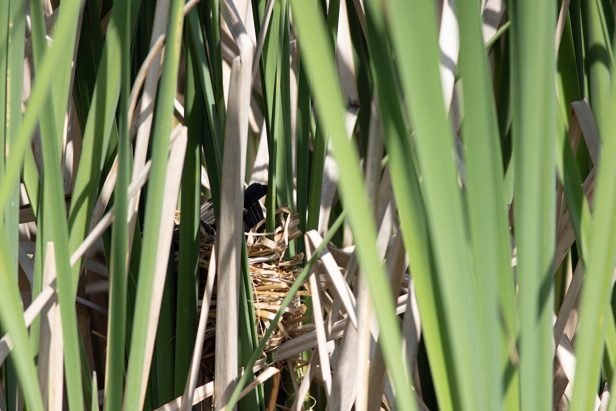 Red-winged Blackbird - ML617979083