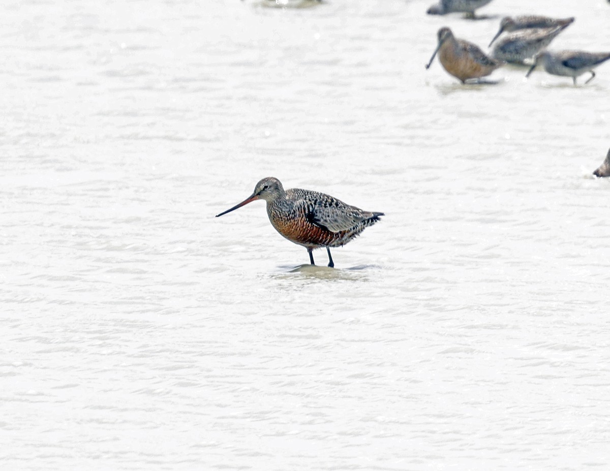 Hudsonian Godwit - ML617979086