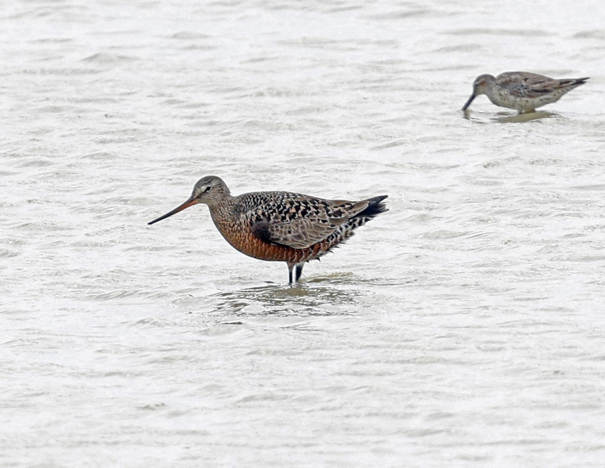 Hudsonian Godwit - ML617979087