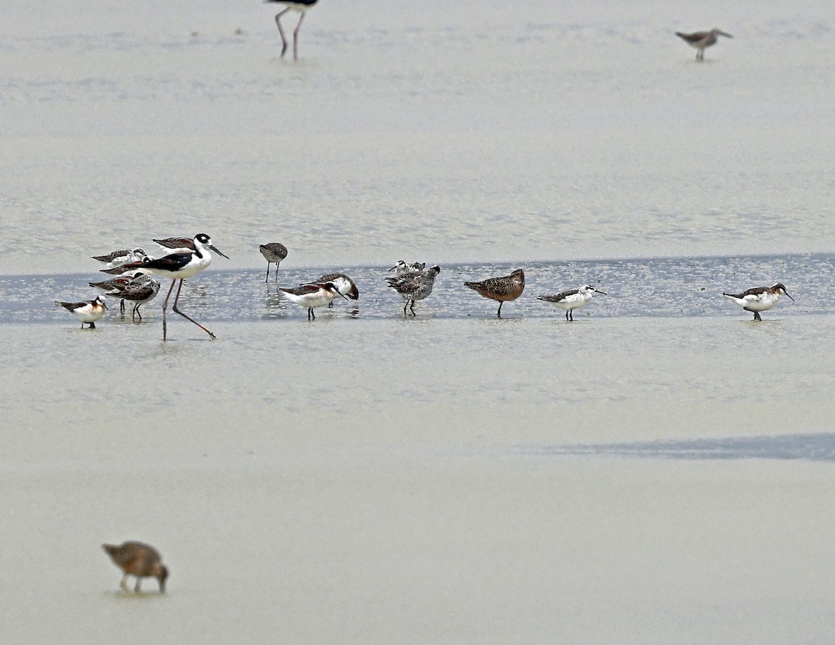 Wilson's Phalarope - David McQuade