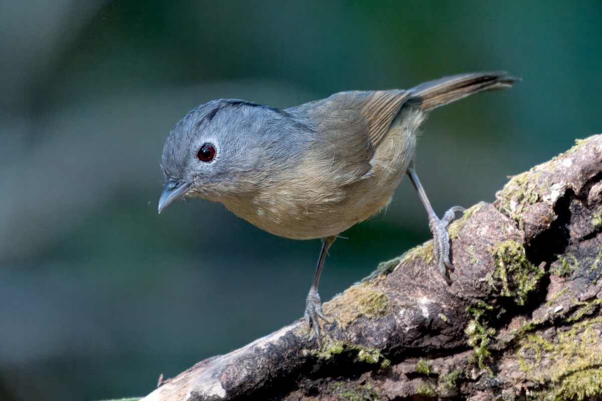 Yunnan Fulvetta - ML617979126