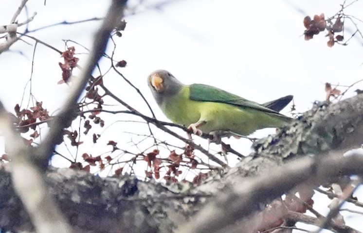 Plum-headed Parakeet - ML617979128