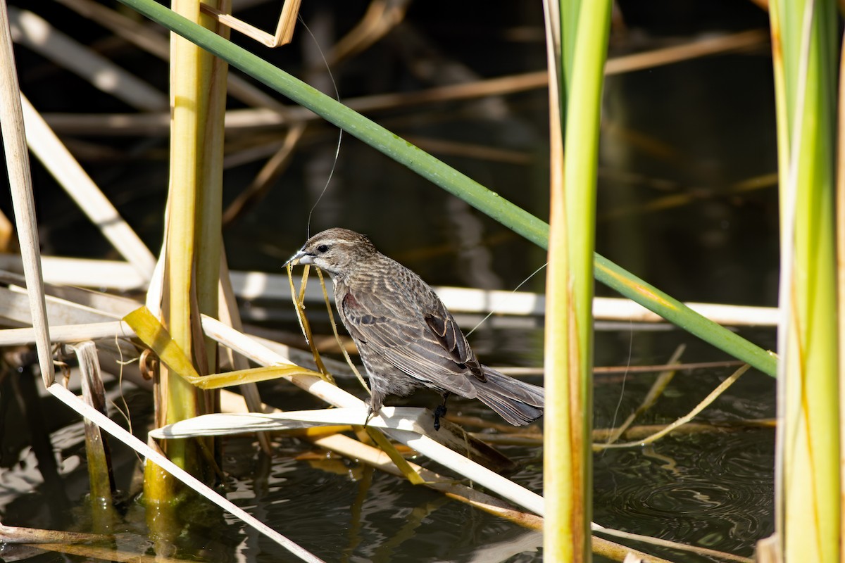 Red-winged Blackbird - ML617979145