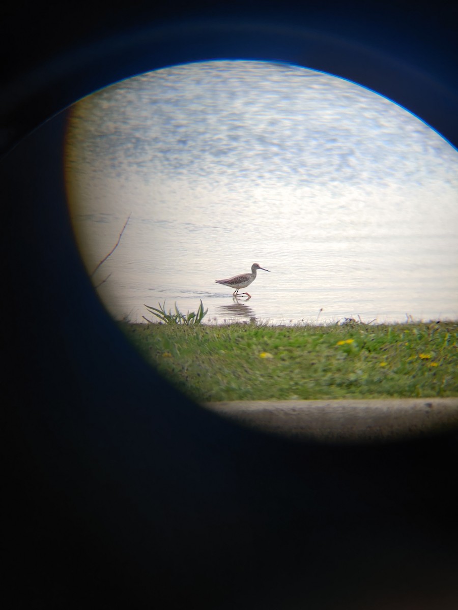 Greater Yellowlegs - ML617979163