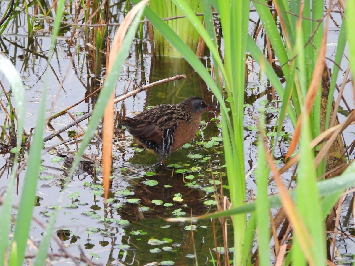 Virginia Rail - ML617979213