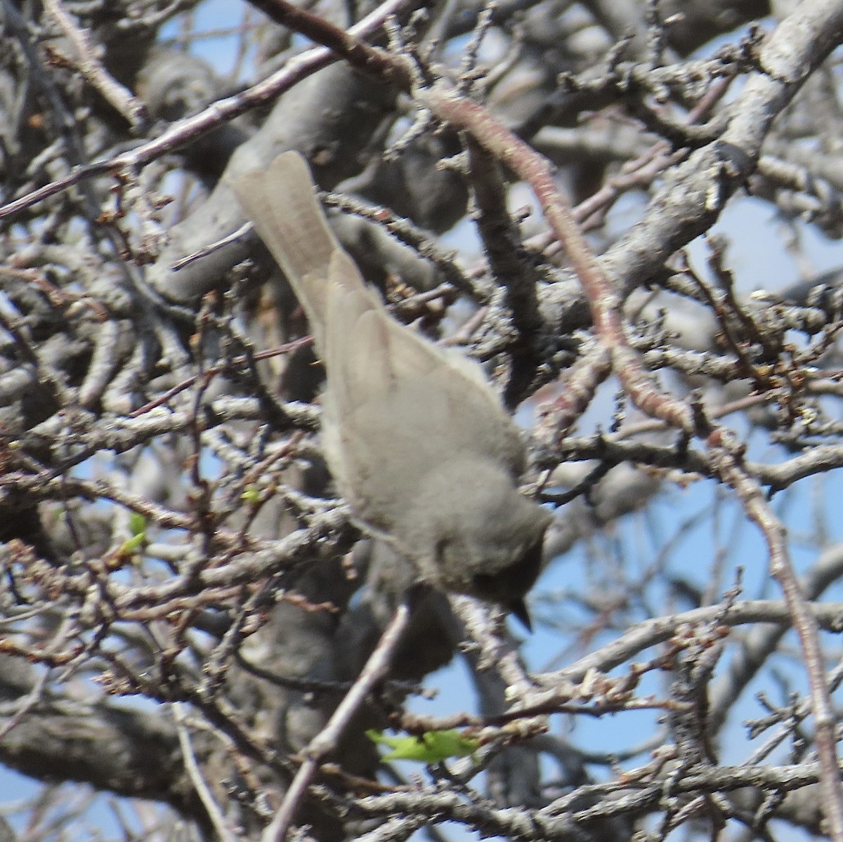 Juniper Titmouse - Mohini Rawool-Sullivan