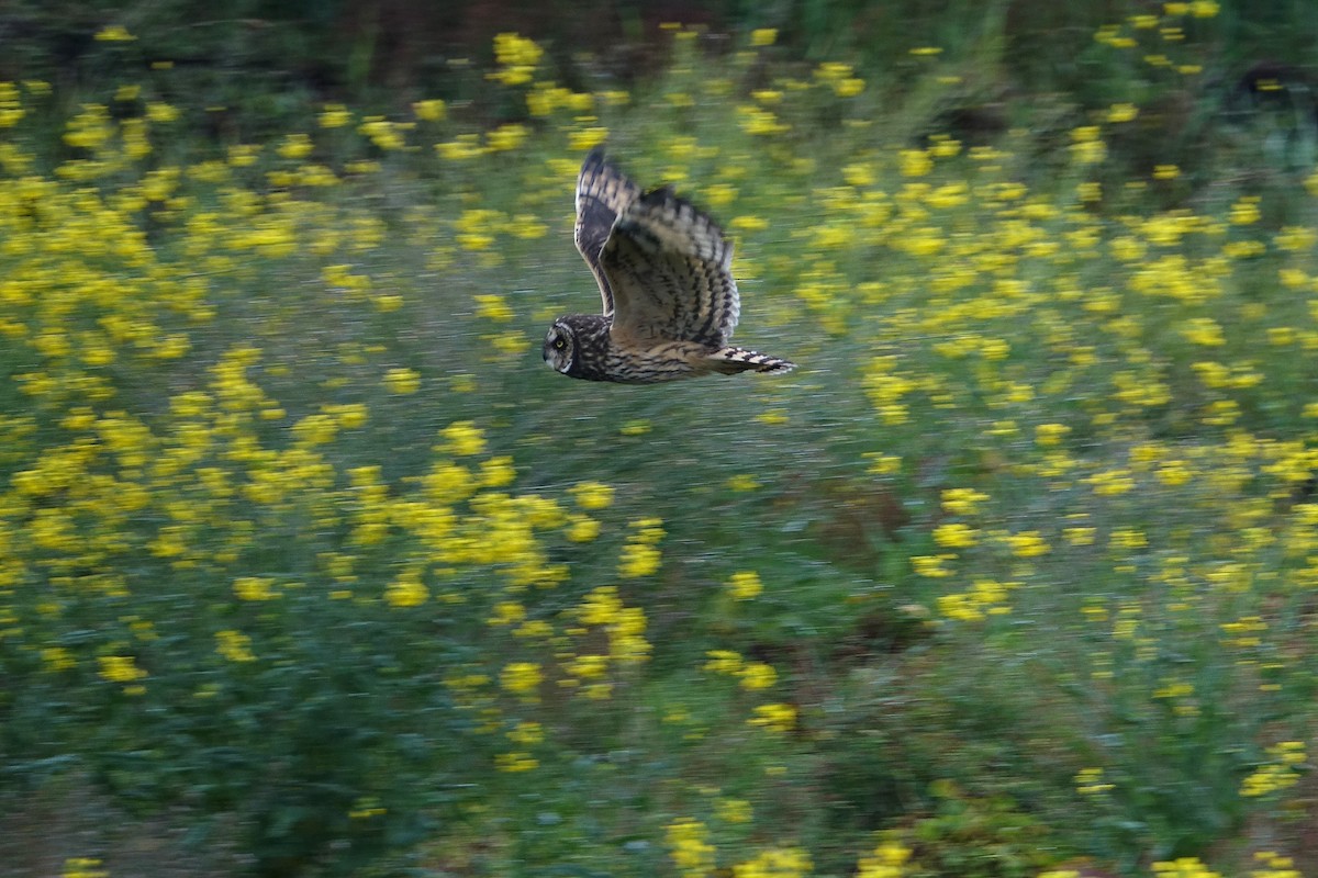 Short-eared Owl - ML617979271