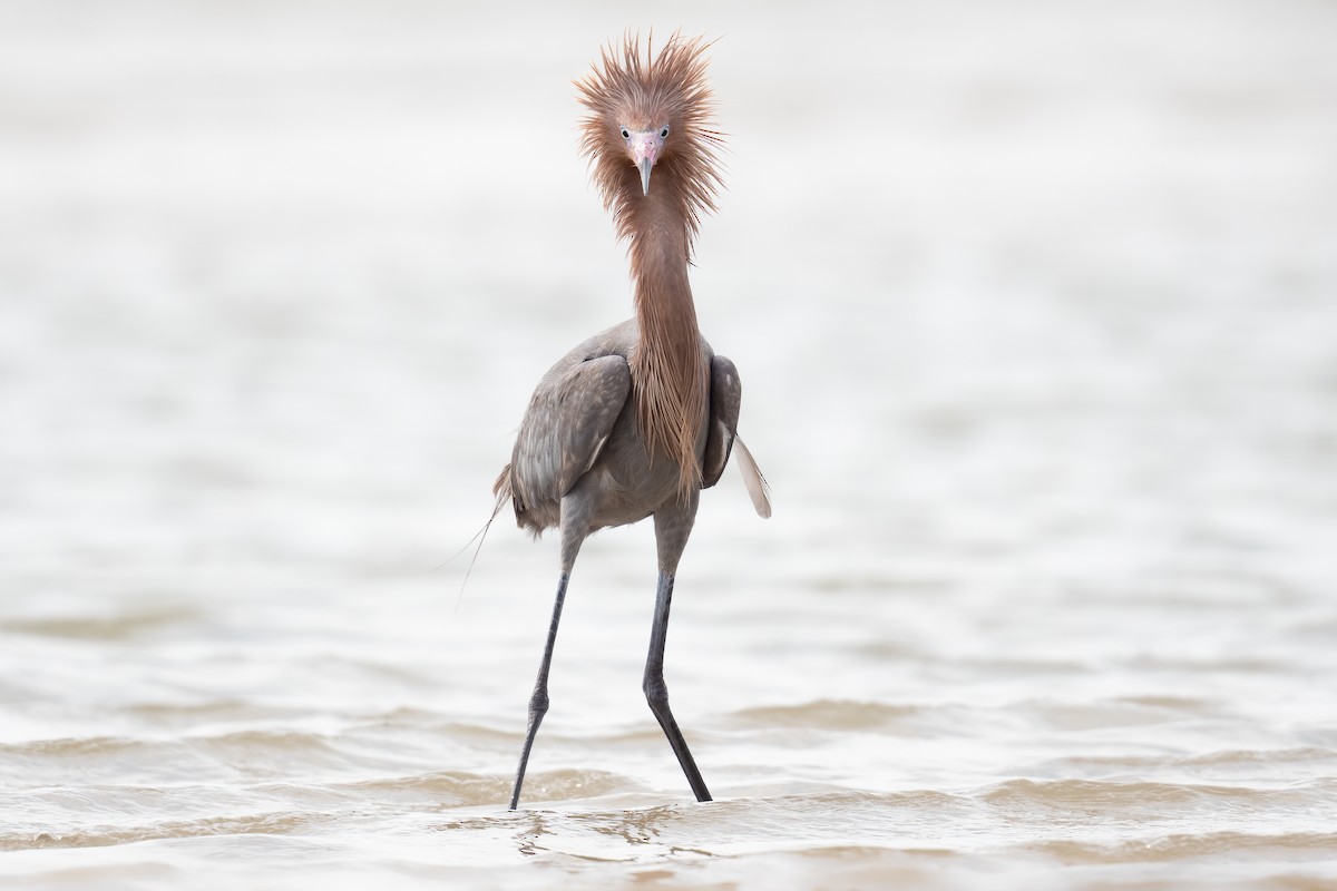 Reddish Egret - Ben  Lucking