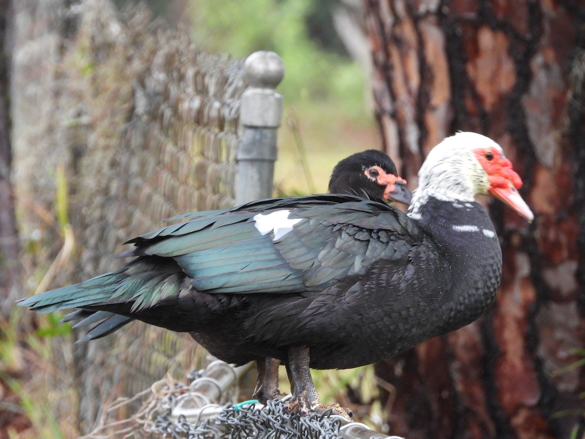 Muscovy Duck (Domestic type) - ML617979315