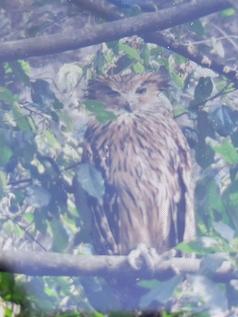 ketupa žlutohnědá - ML617979319