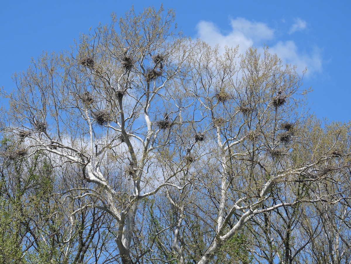 Great Blue Heron (Great Blue) - bob butler