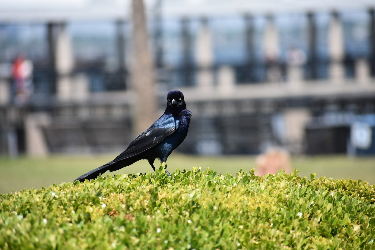 Boat-tailed Grackle - Raymund Geroso