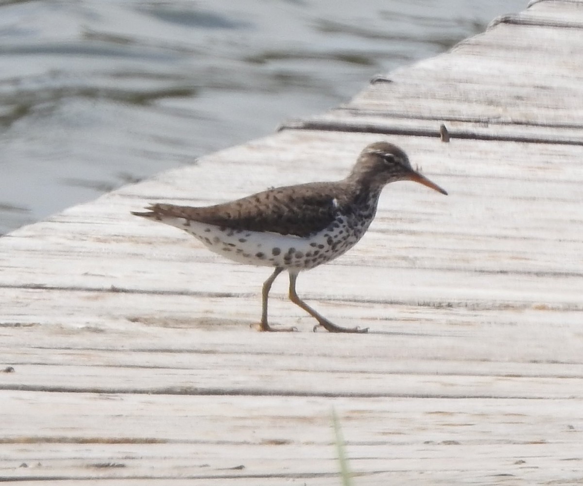 Spotted Sandpiper - ML617979356