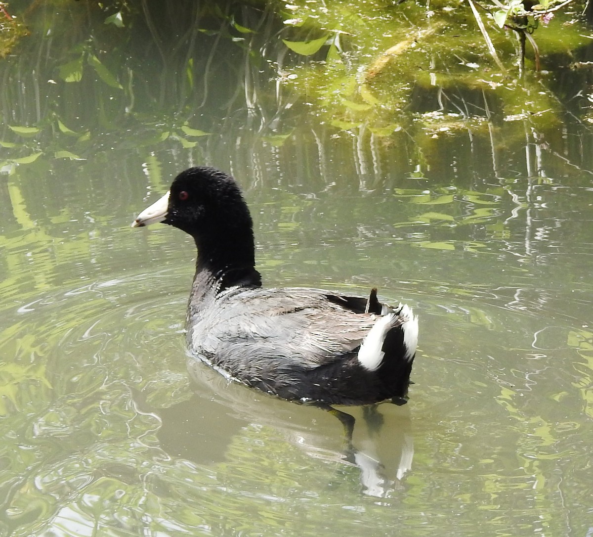 American Coot - Carol Morgan