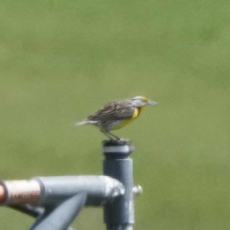 Eastern Meadowlark - ML617979374