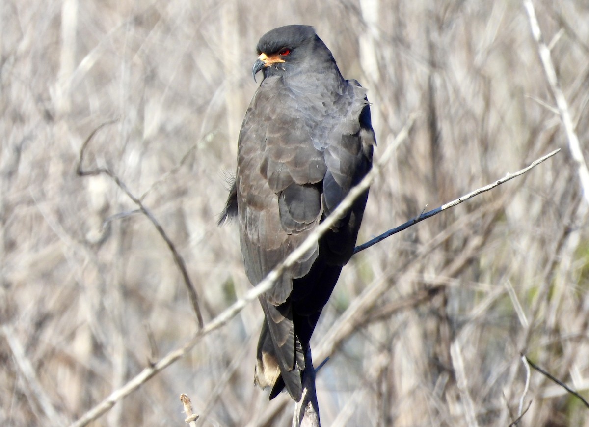 Snail Kite - ML617979408