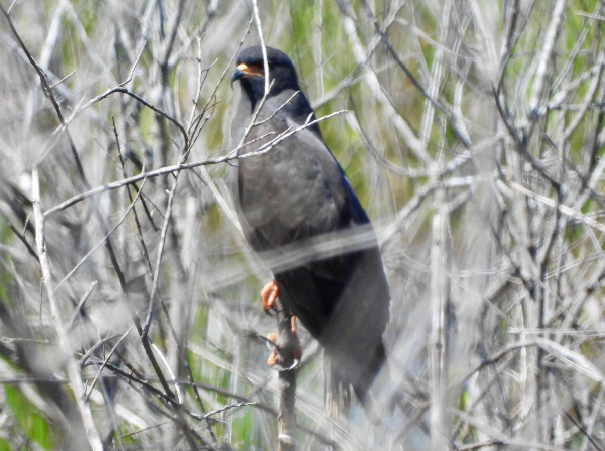 Snail Kite - ML617979410