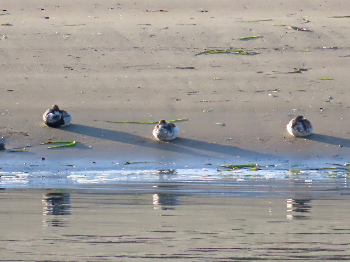 Long-tailed Duck - Tom Edell