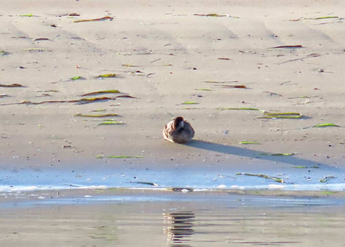 Surf Scoter - Tom Edell