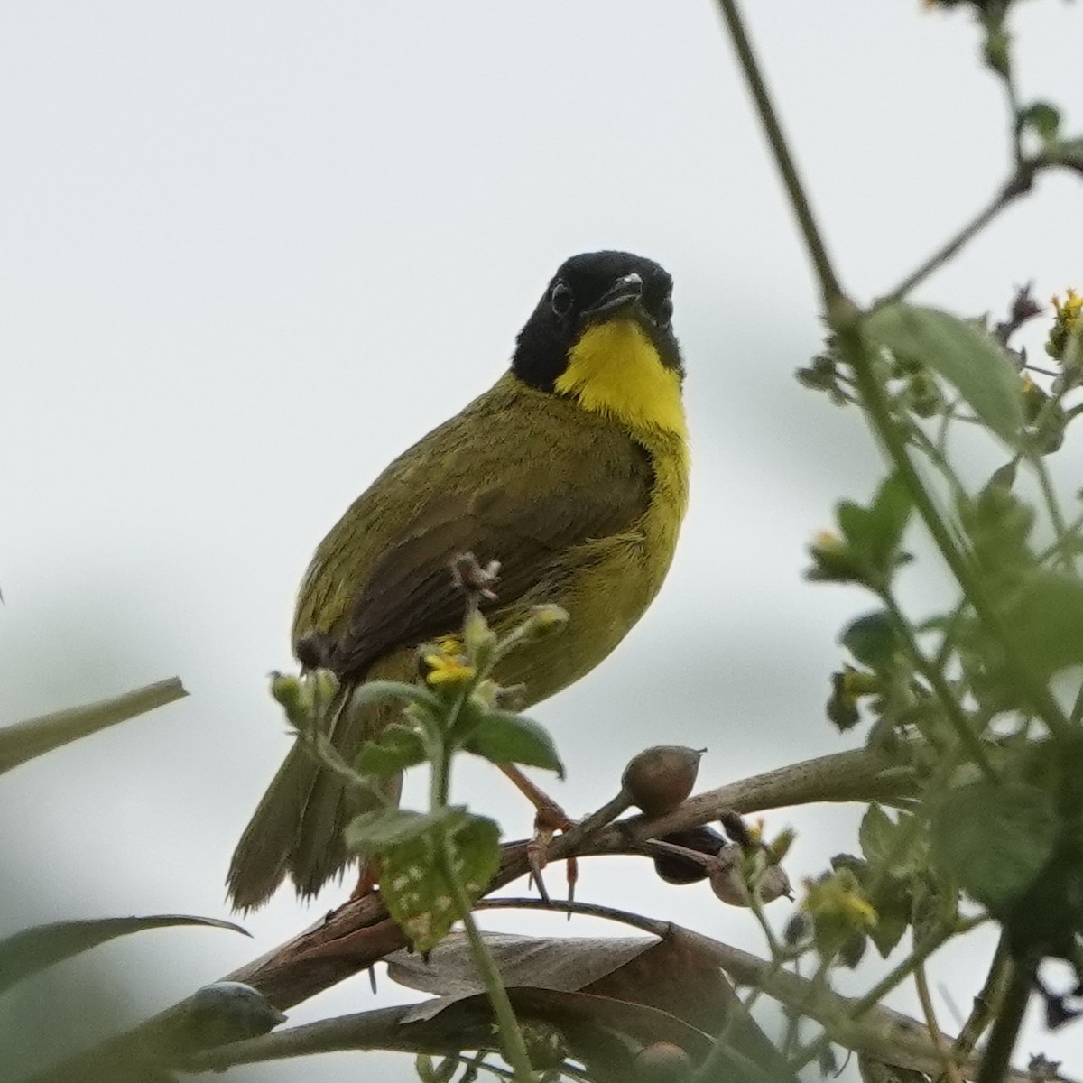 Olive-crowned Yellowthroat - Jana Lagan