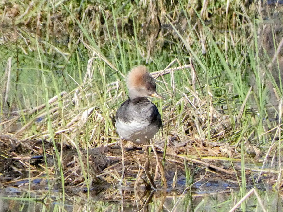 Hooded Merganser - ML617979572