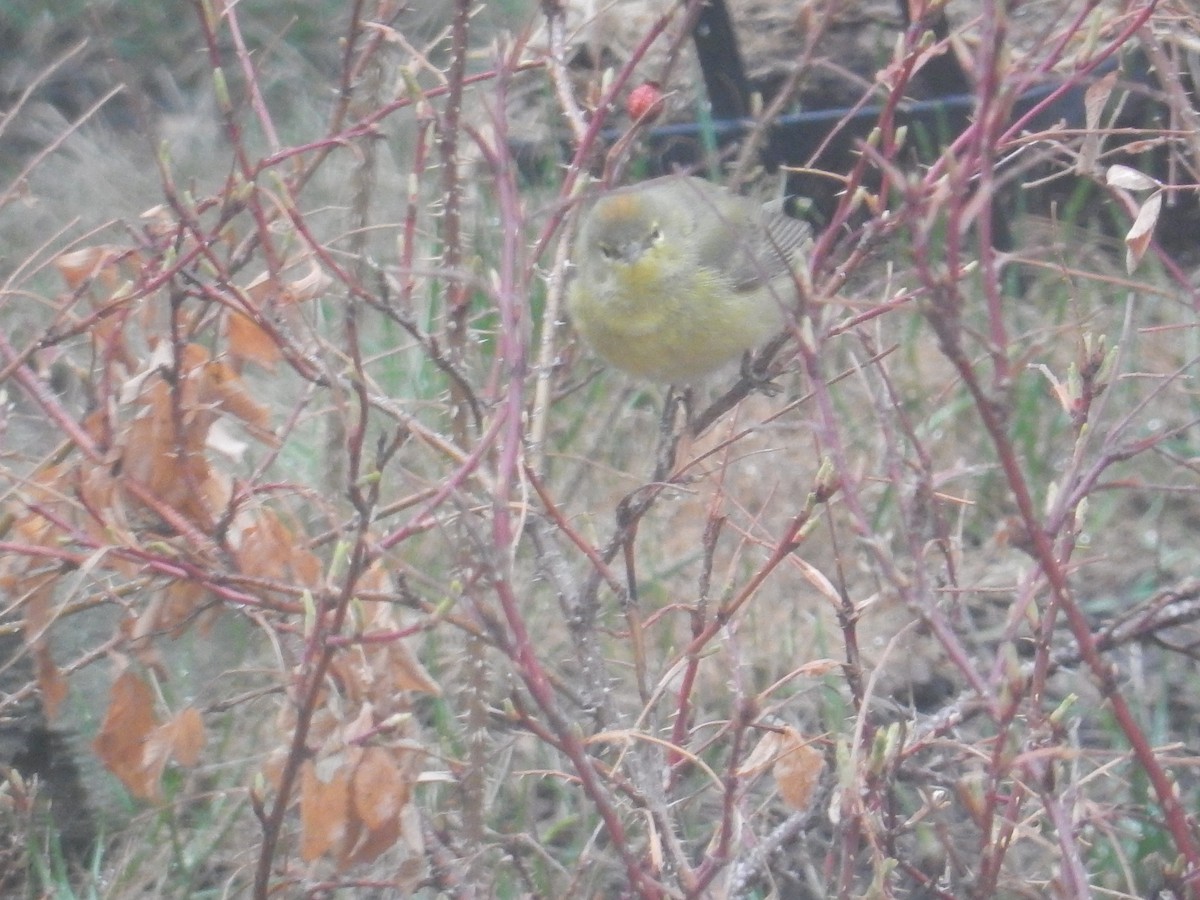 Orange-crowned Warbler - ML617979578