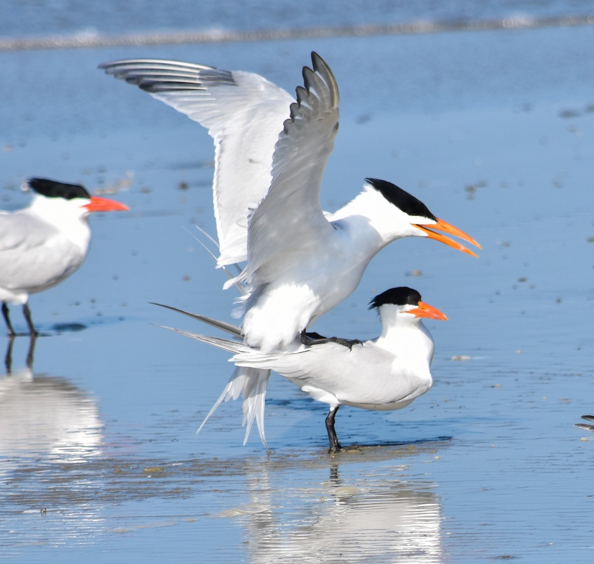 Royal Tern - ML617979612