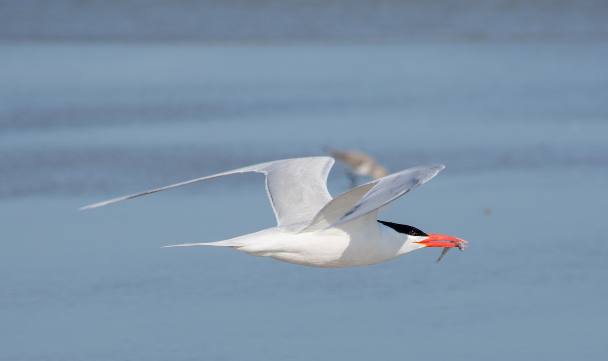 Royal Tern - ML617979613
