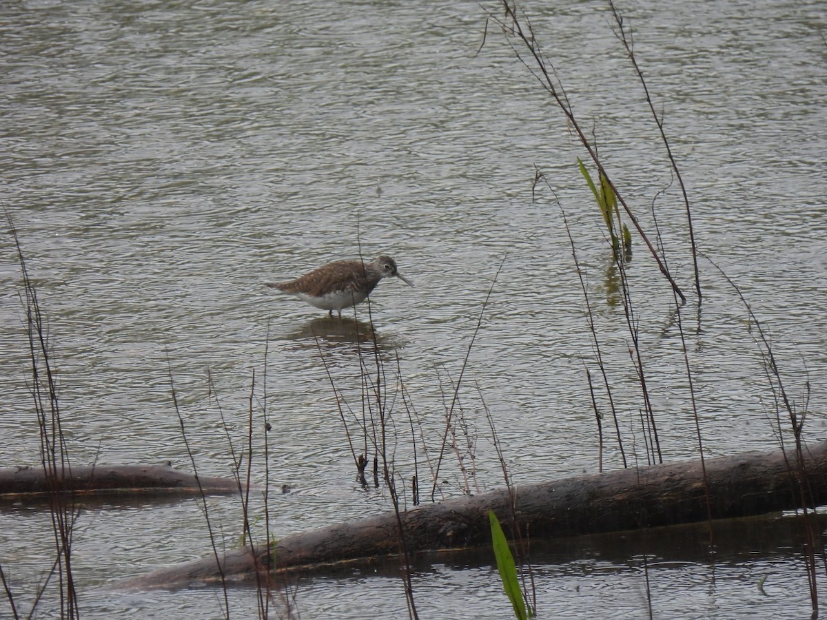 Solitary Sandpiper - ML617979633