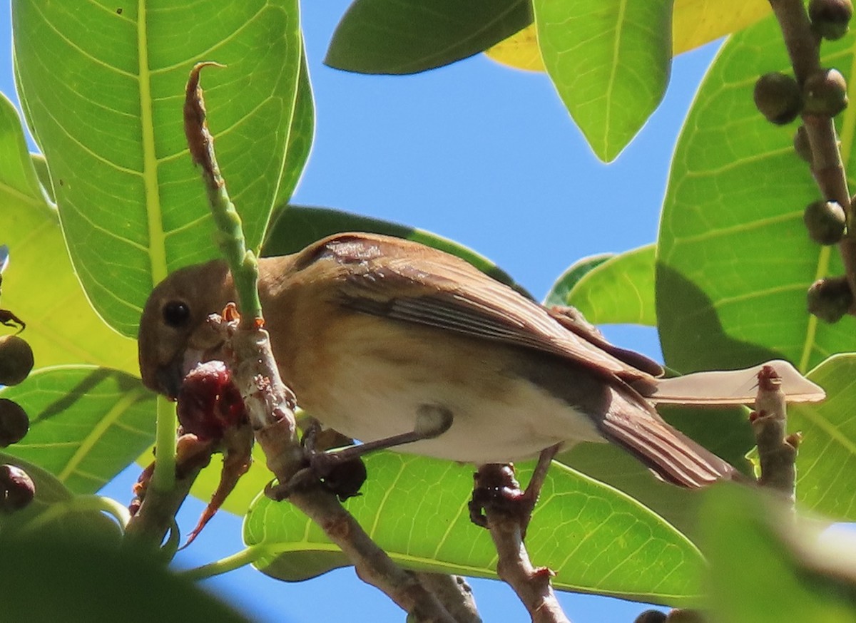 Passerin indigo - ML617979654