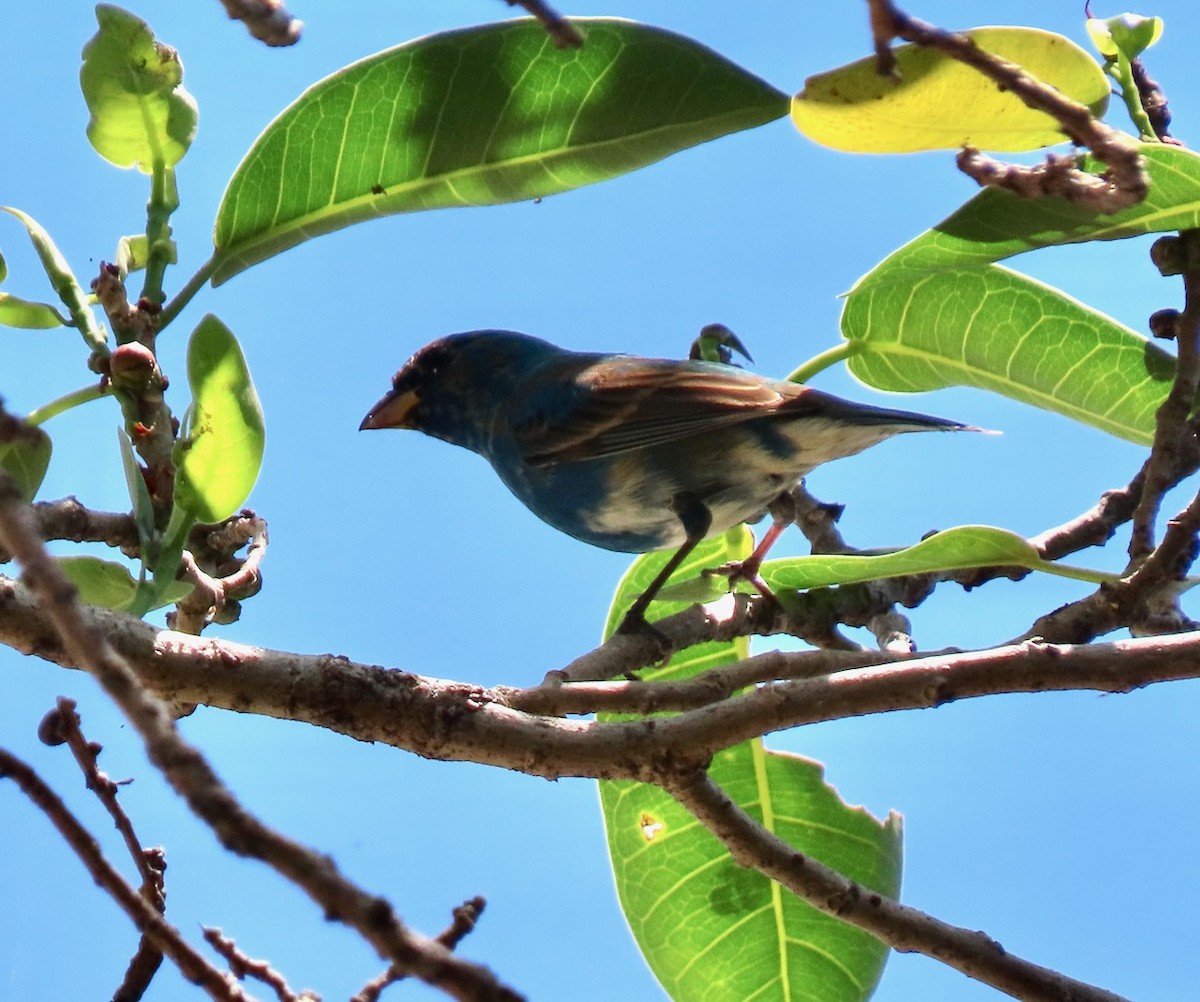 Passerin indigo - ML617979655