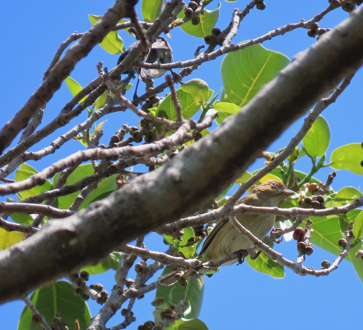 Indigo Bunting - ML617979656