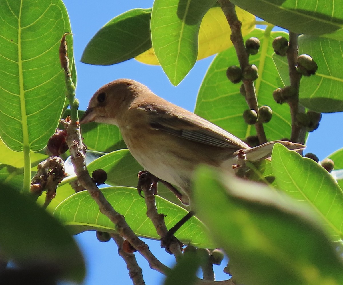 Passerin indigo - ML617979657