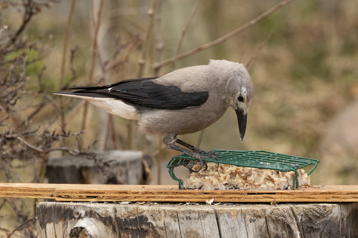 Clark's Nutcracker - Robert Raffel